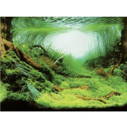 AQUA NOVA Poster aquarium Plantes / Océan