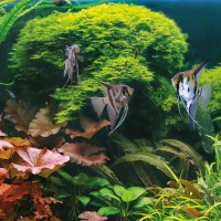 La Boutique des Animaux - Votre spécialiste en aquarium