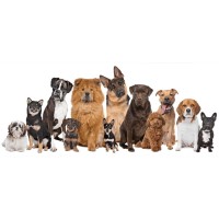 La Boutique des Animaux - Tout pour le chien