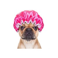 Produits de soin et d'hygiène pour chien